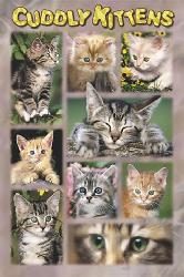 Poster - Cuddly kittens Enmarcado de laminas
